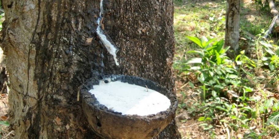 Каучуконос гевея