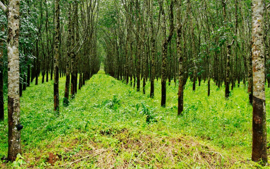 Плантации гевеи
