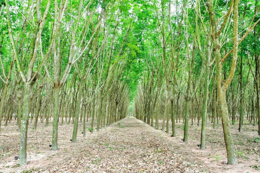 Каучуконос гевея