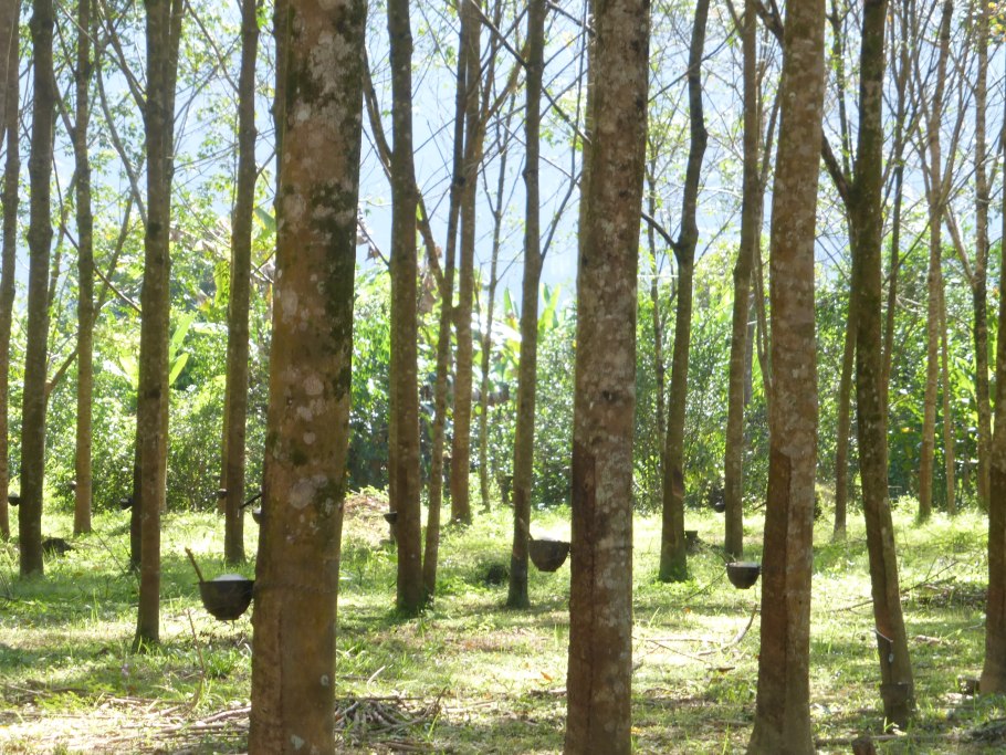 Каучуконос гевея