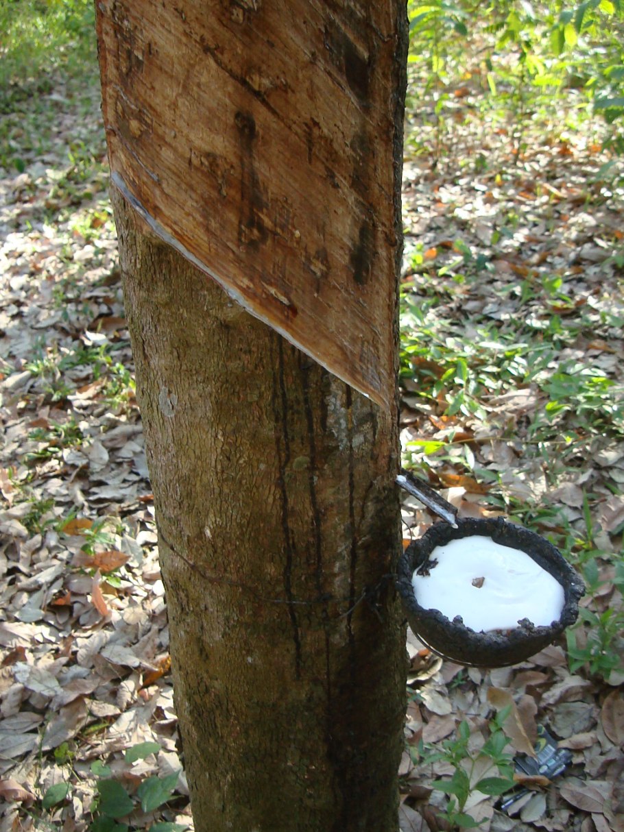 Плантации гевеи