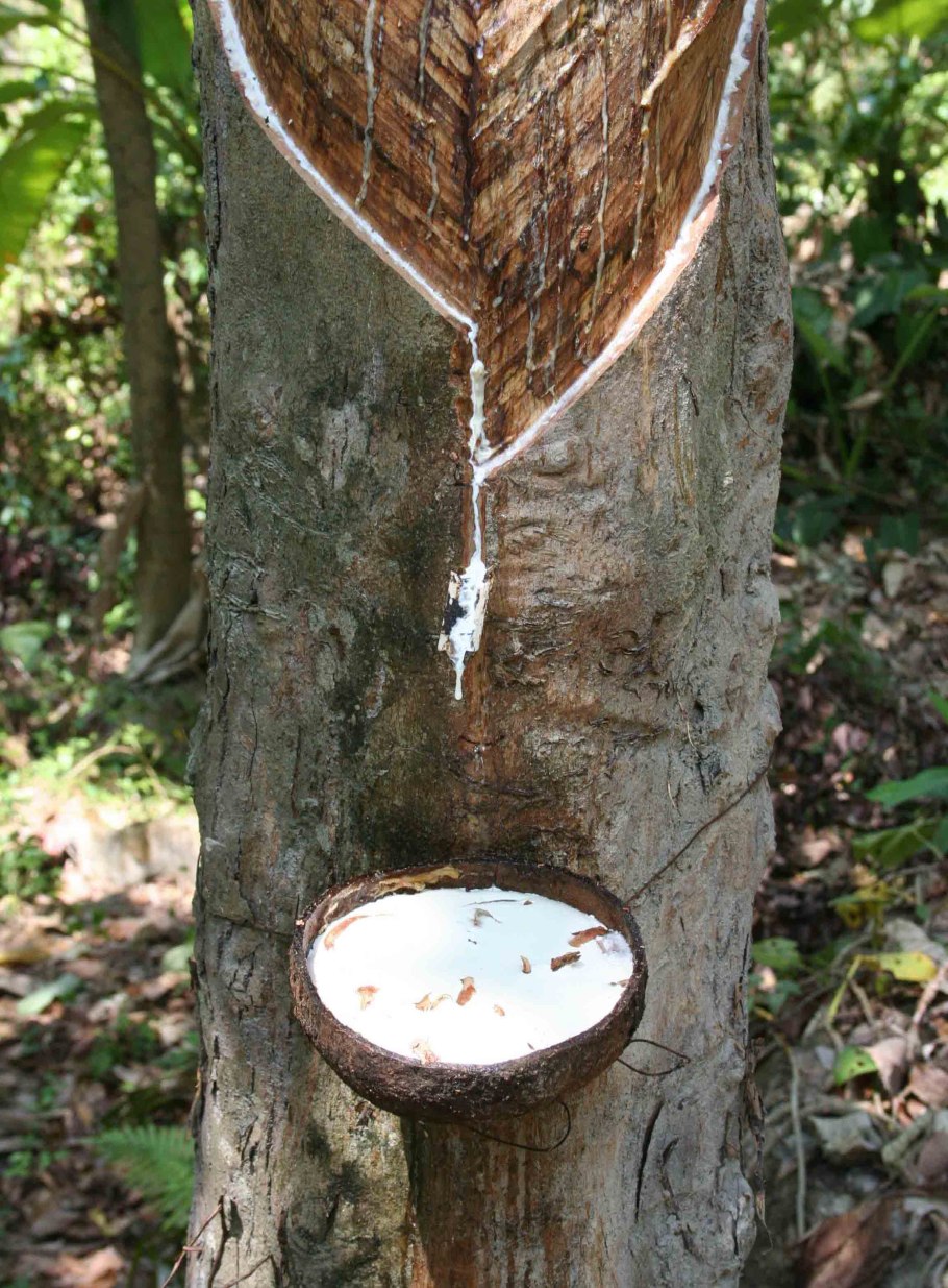 Гевея дерево Малайзия