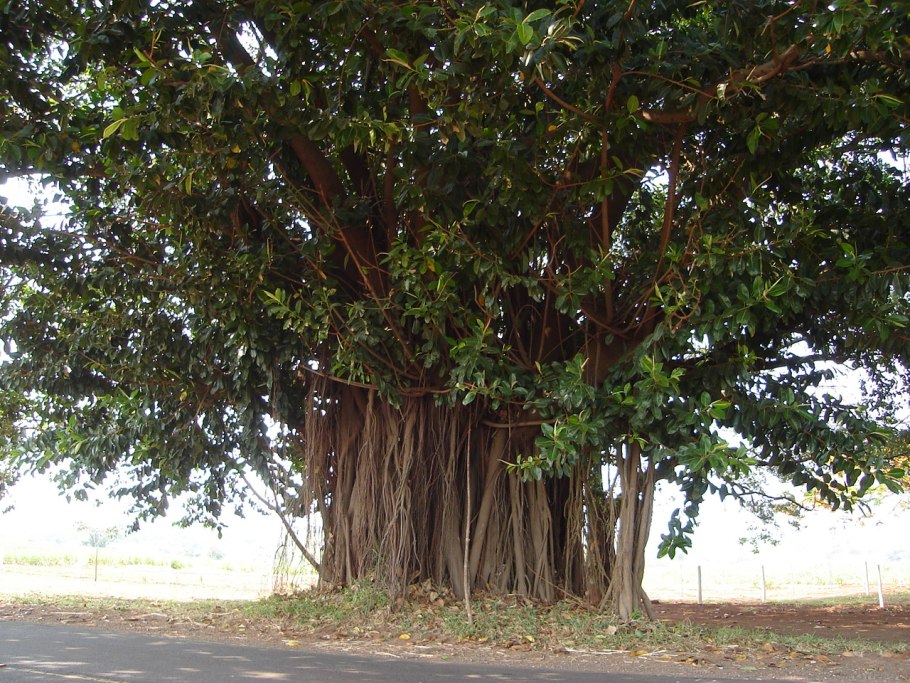 Гевея – каучуконосное дерево