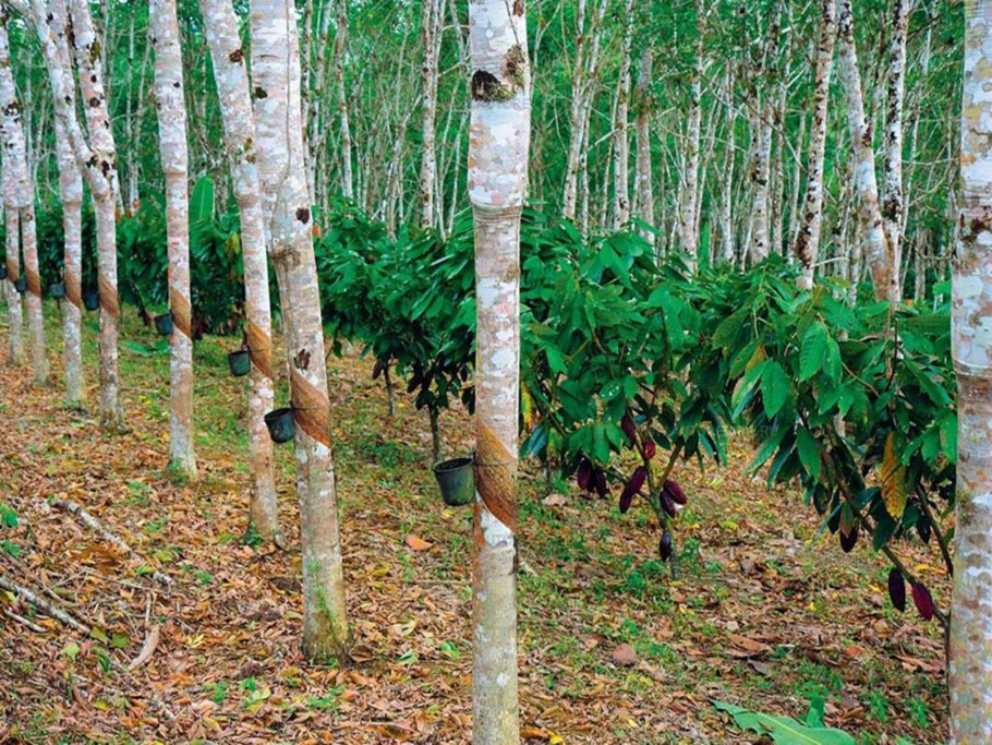 Гевея Южная Америка