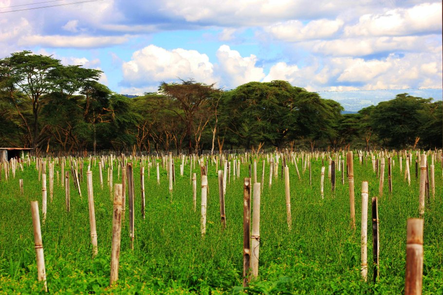 Гевея Бразилия
