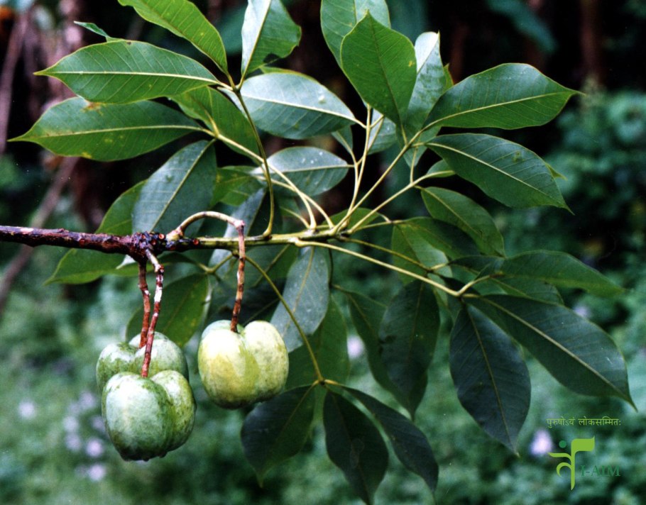 Каучуковое дерево Южной Америки