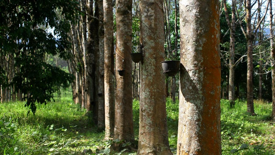 Каучуковое дерево гевея