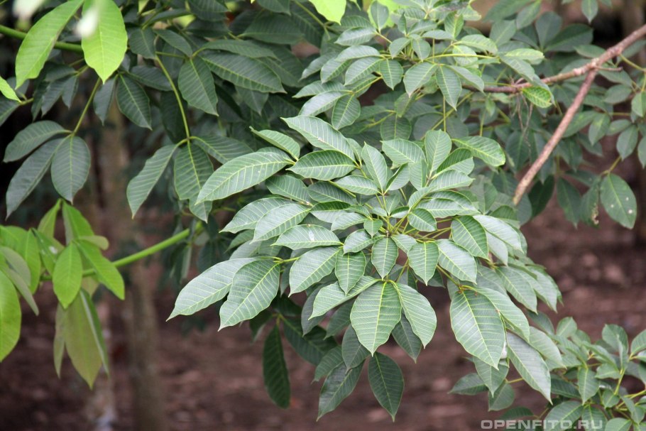 Дерево каучуконос гевея