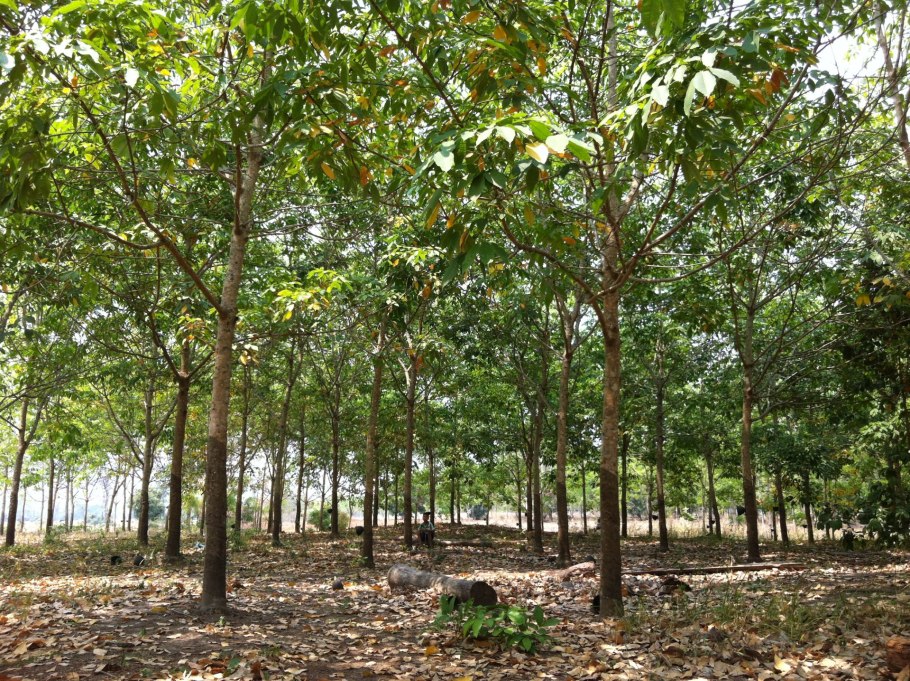 Бразильский каучуконос гевея