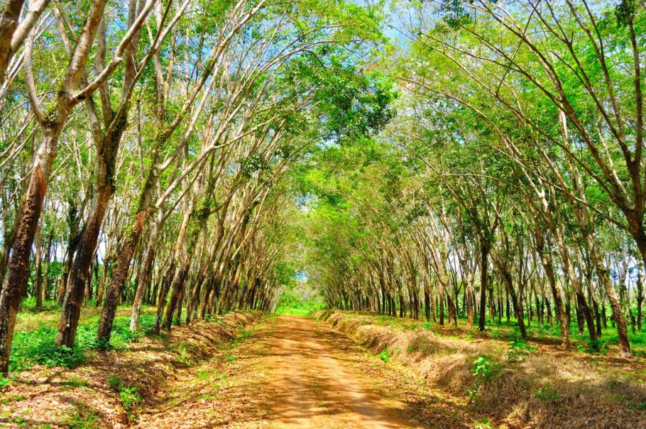 Гевея плантации Австралии