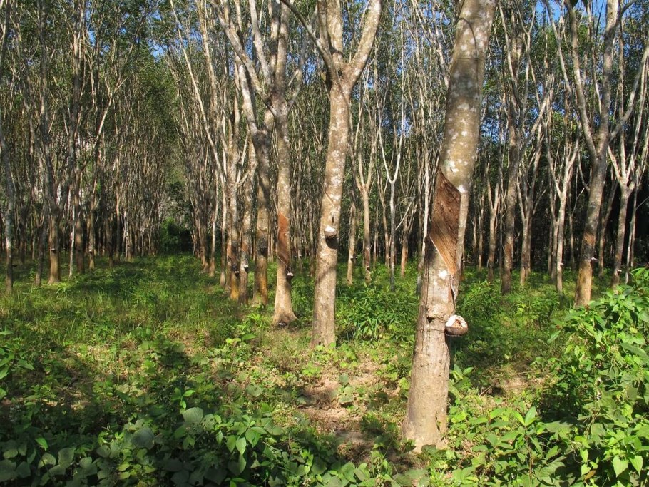 Каучуконос гевея