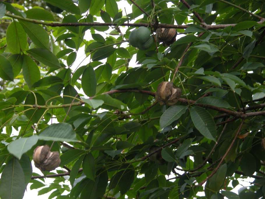 Каучуконос гевея