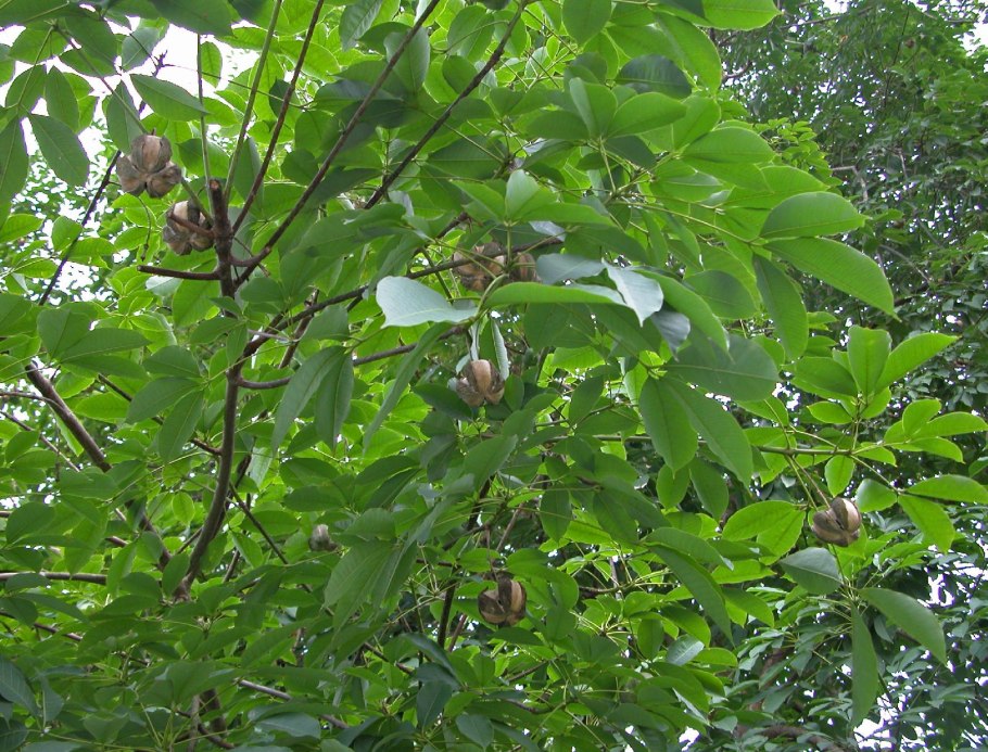 Гевея бразильская Hevea Brasiliensis