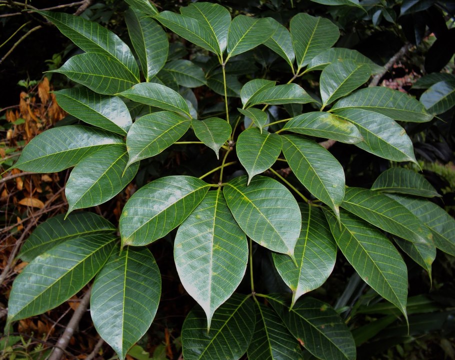 Гевея Южная Америка