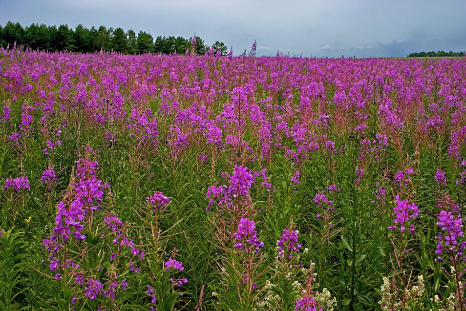 Иван-чай узколистный