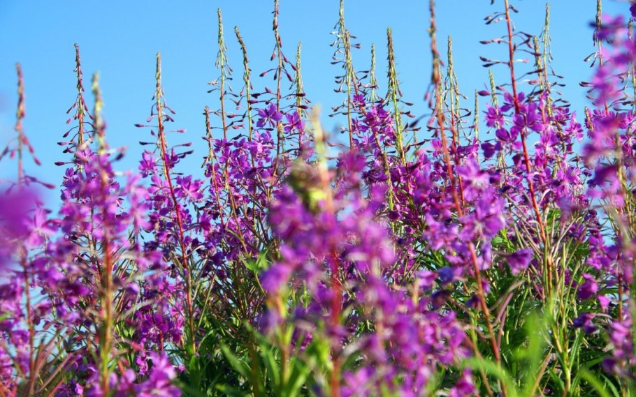 Иван-чай узколистный