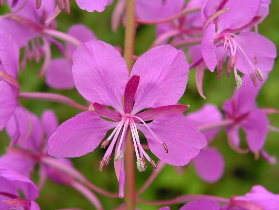 Кипрей цветок