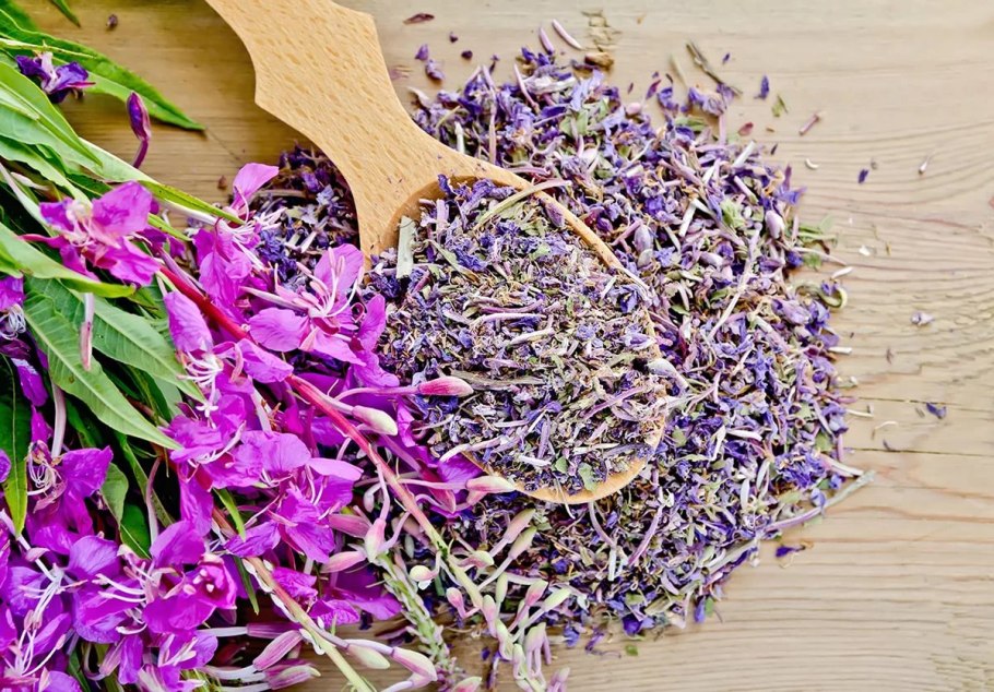 Кипрей Иван чай растение