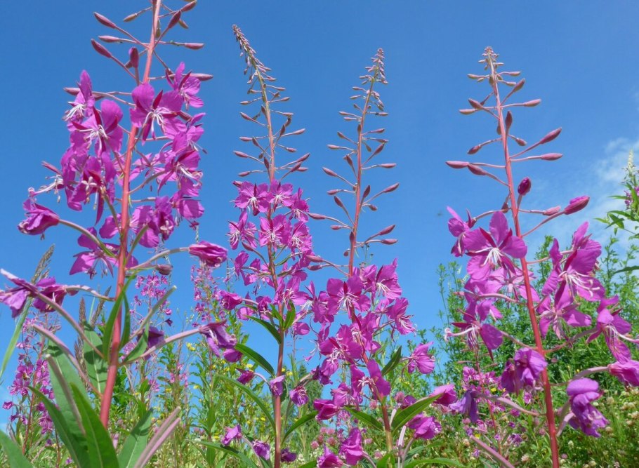 Кипрей узколистный белый