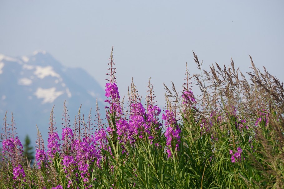 Кипрей узколистный Иван-чай
