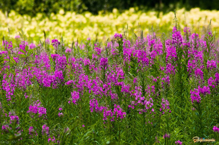 Кипрей узколистный Иван-чай