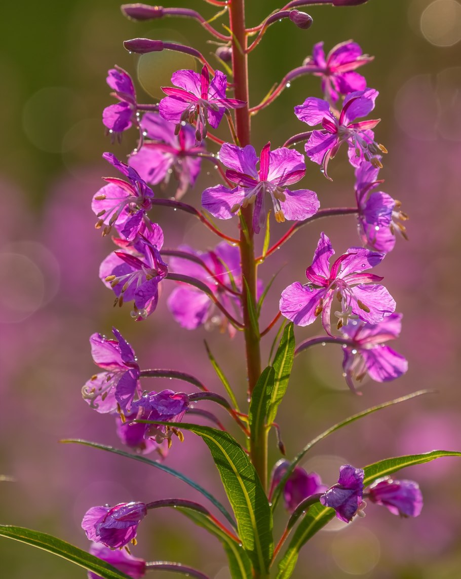 Кипрей узколистный