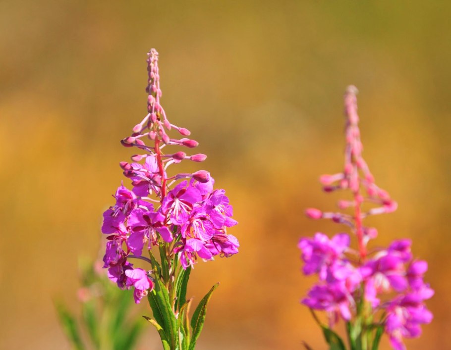 Кипрей узколистный Иван-чай