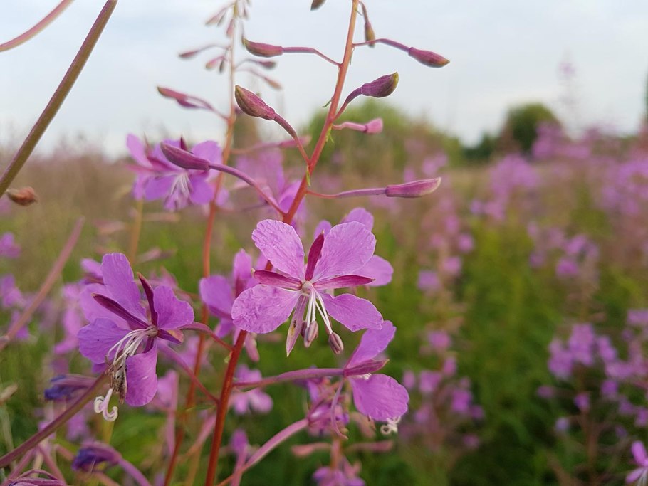 Кипрей узколистный
