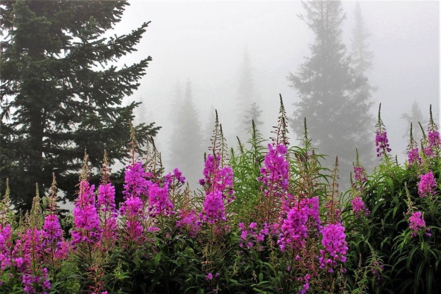 Кипрей горный Epilobium montanum