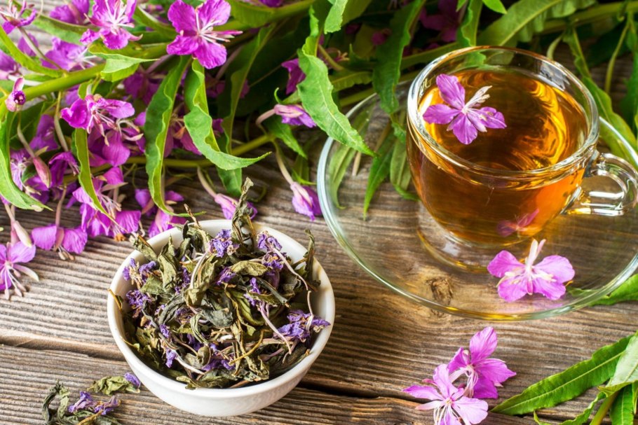 Кипрей узколистный узколистный