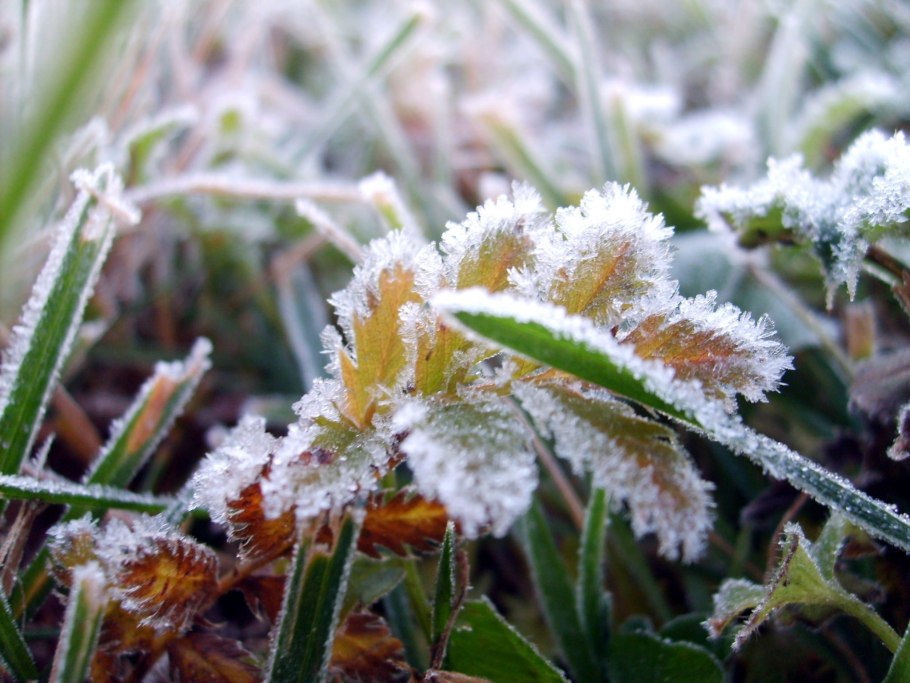 Иней на траве