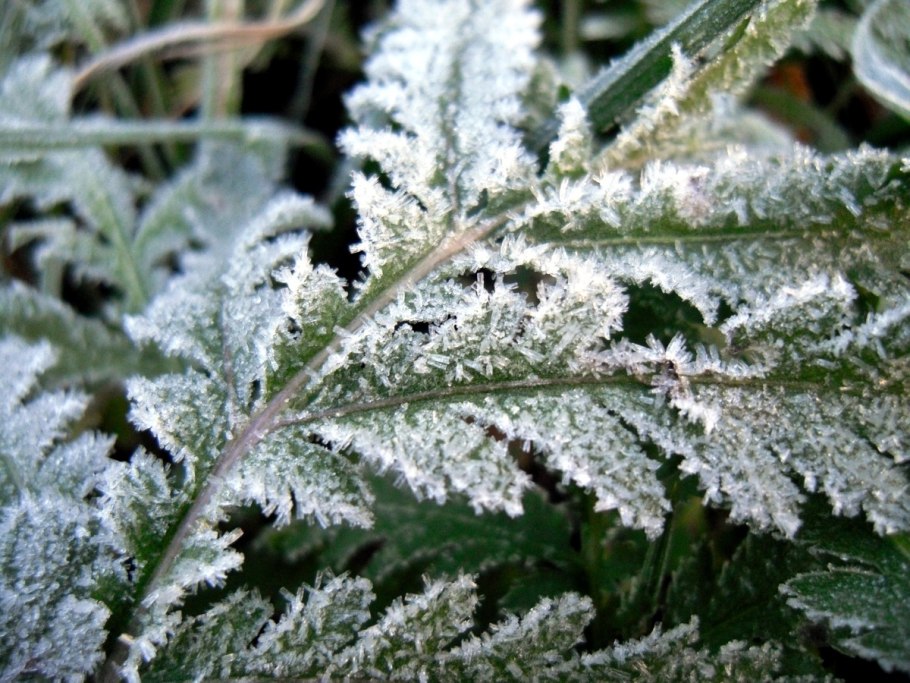 Заморозки на растениях