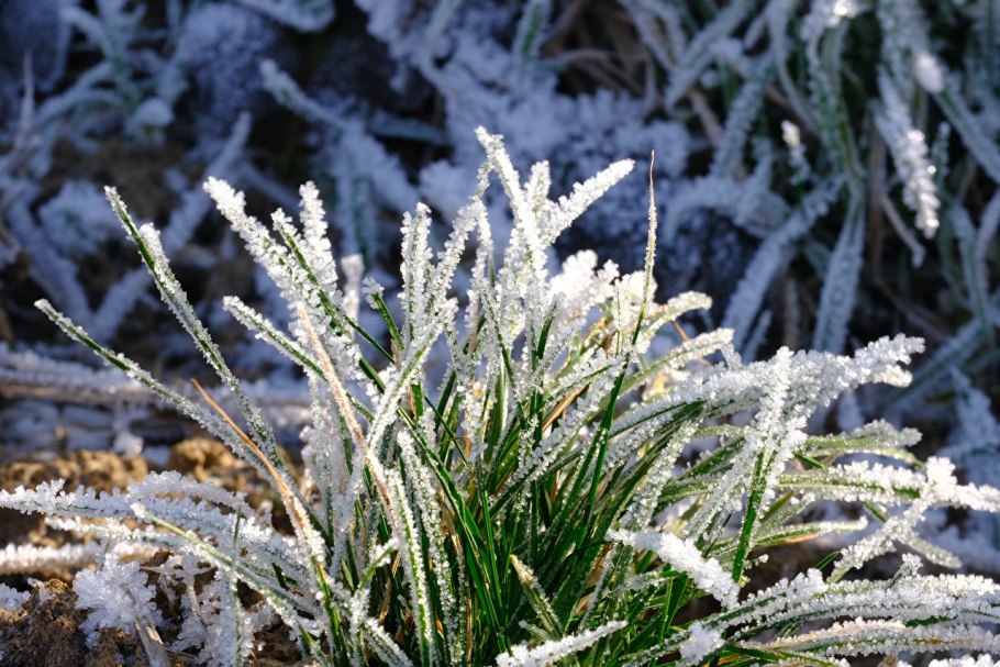 Хрустальная травка иней