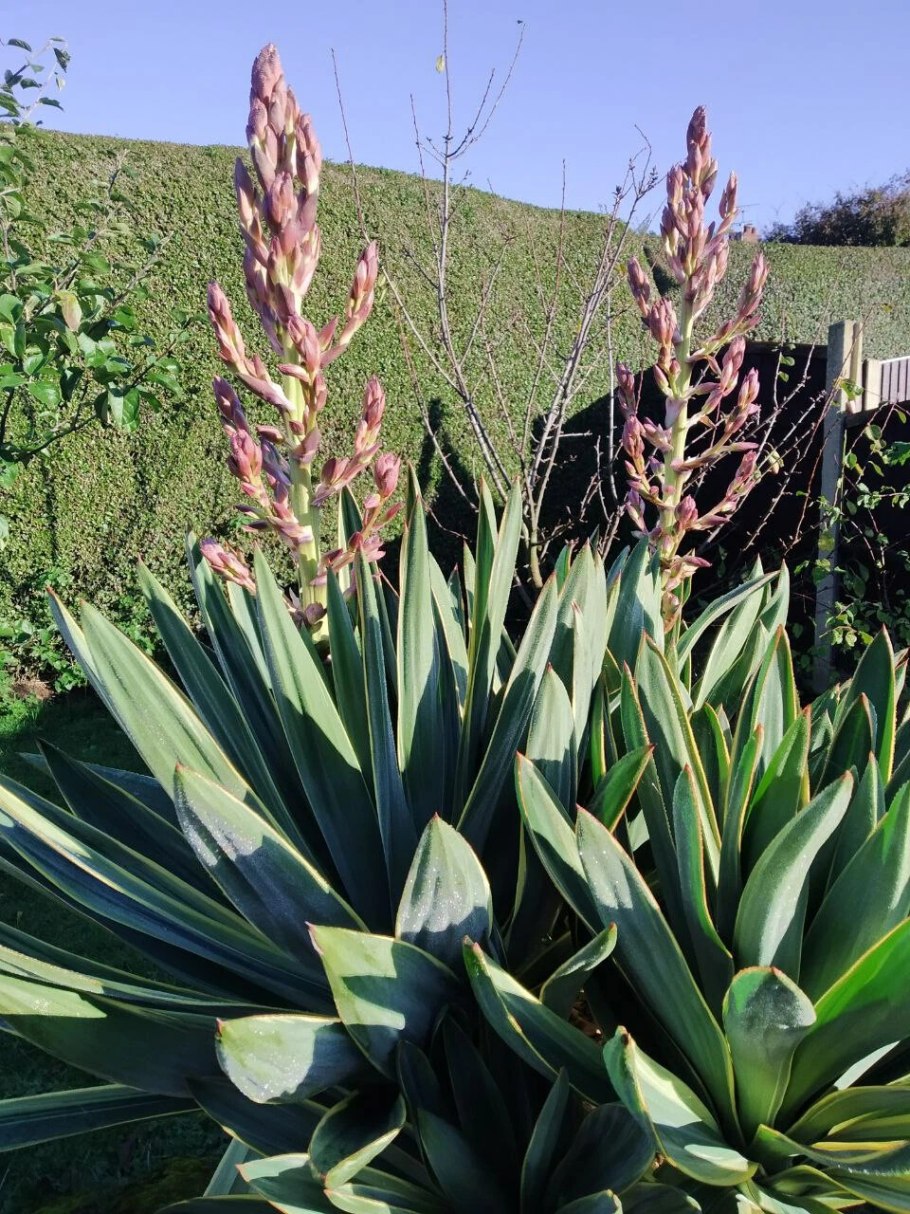 Изморозь на траве