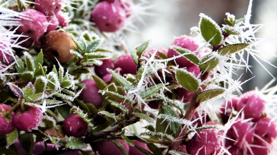 Морозные цветы