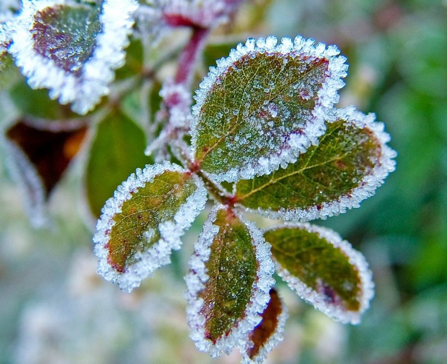Заморозки в Свердловской области в ближайшие дни