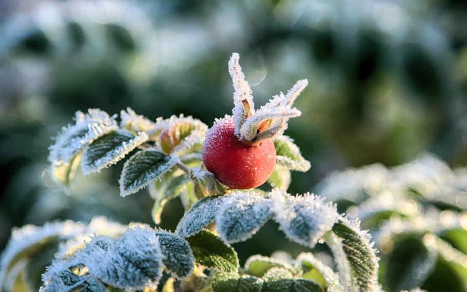 Иней листья дерево