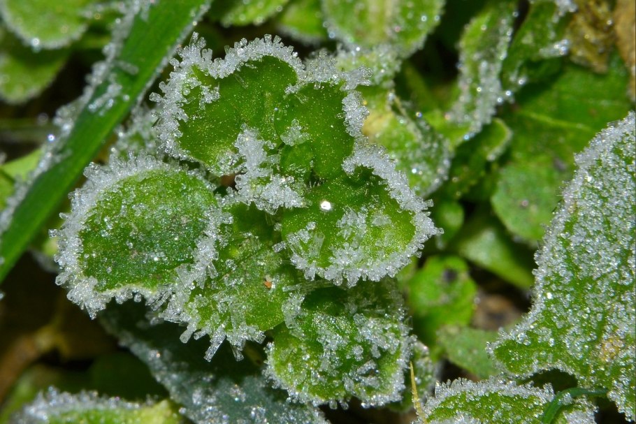 Изморозь на траве