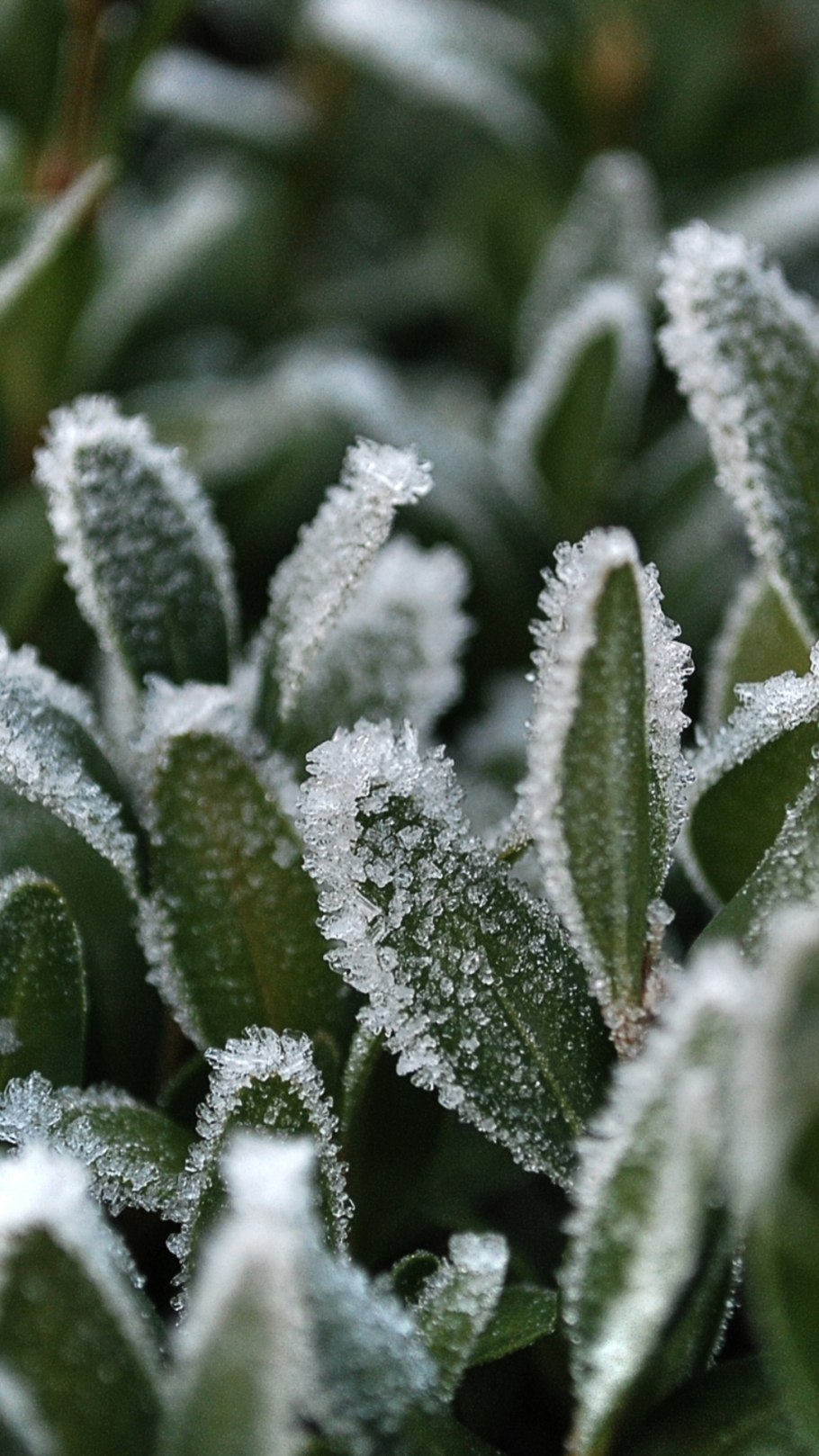 Иней на травке