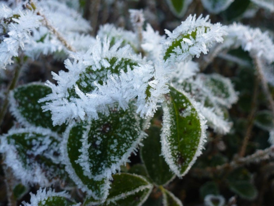 Растения в снегу