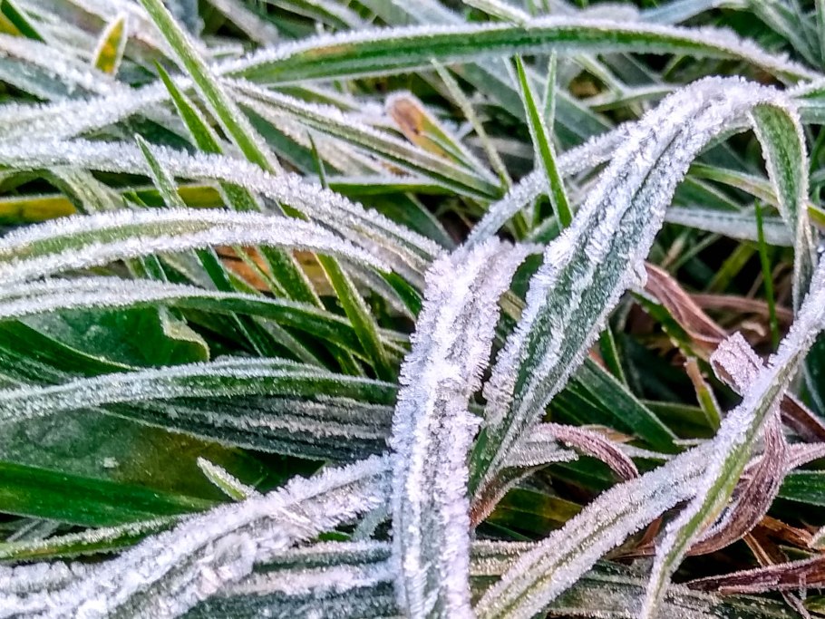 Иней на траве