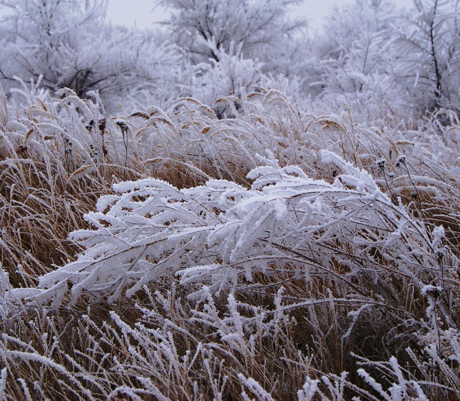 Растения в инее
