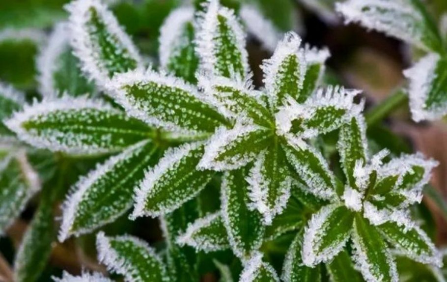 Зимние заморозки