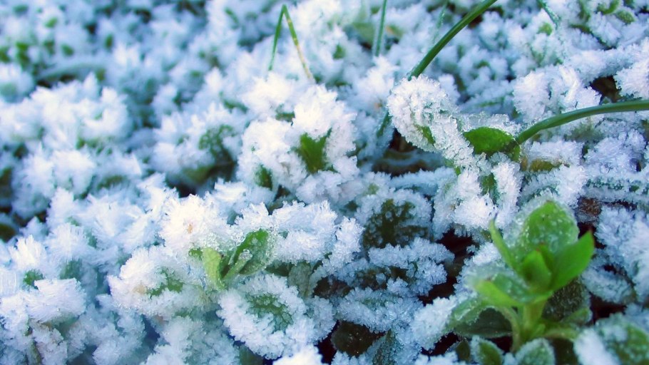 Растения в инее