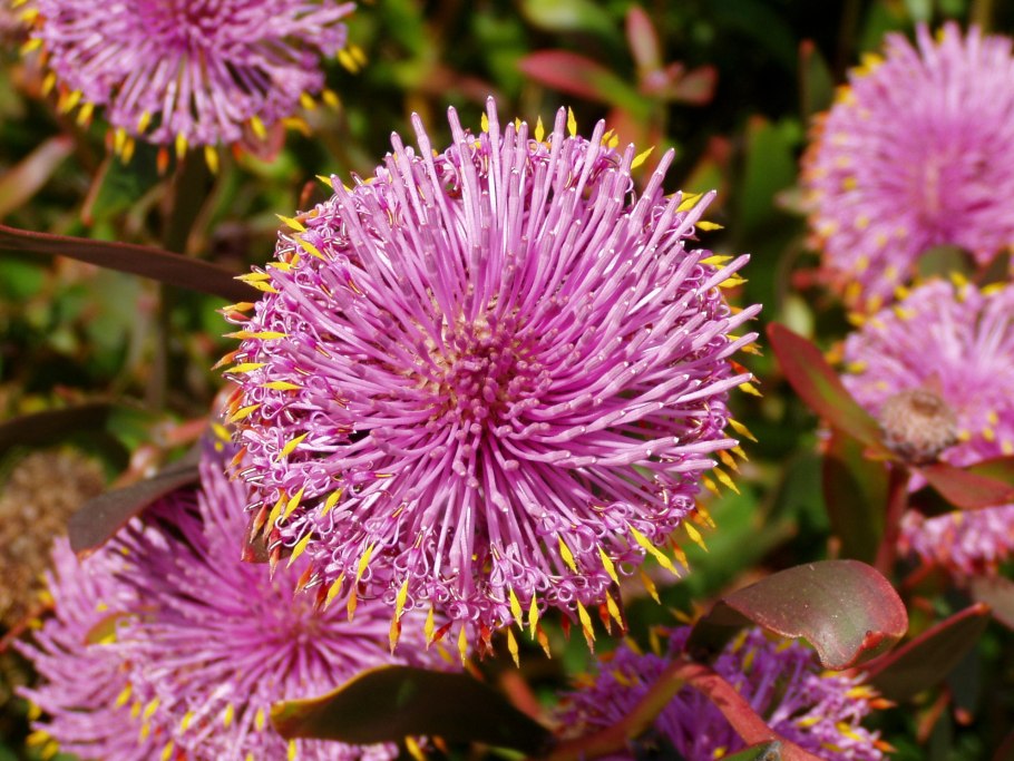 Isopogon sphaerocephalus