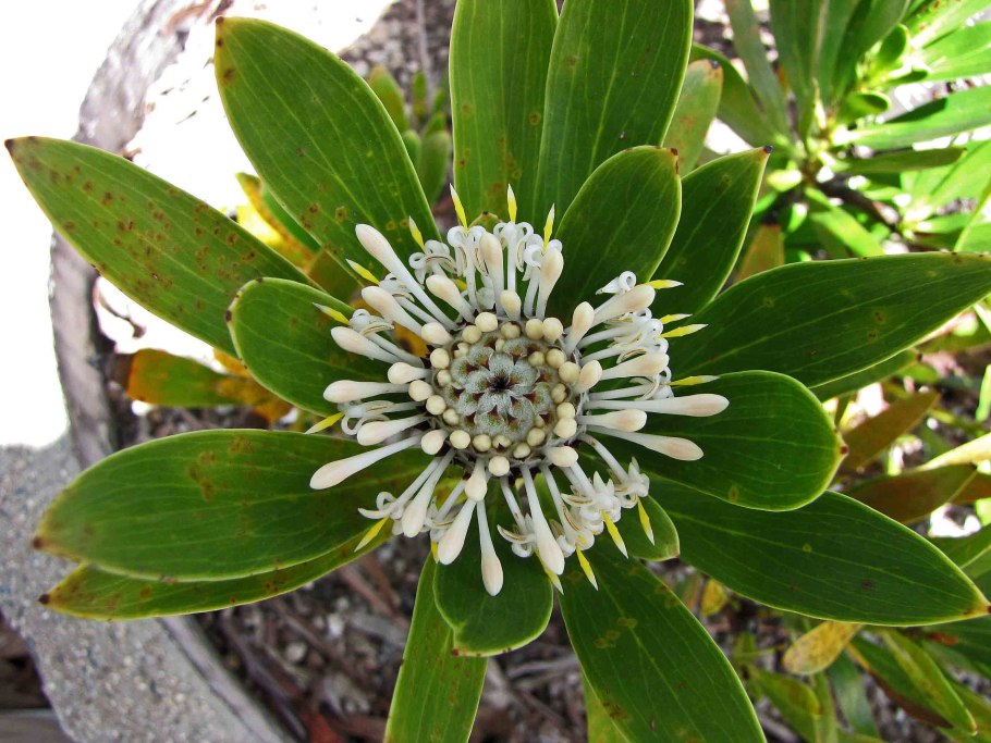 Шишковидное растение