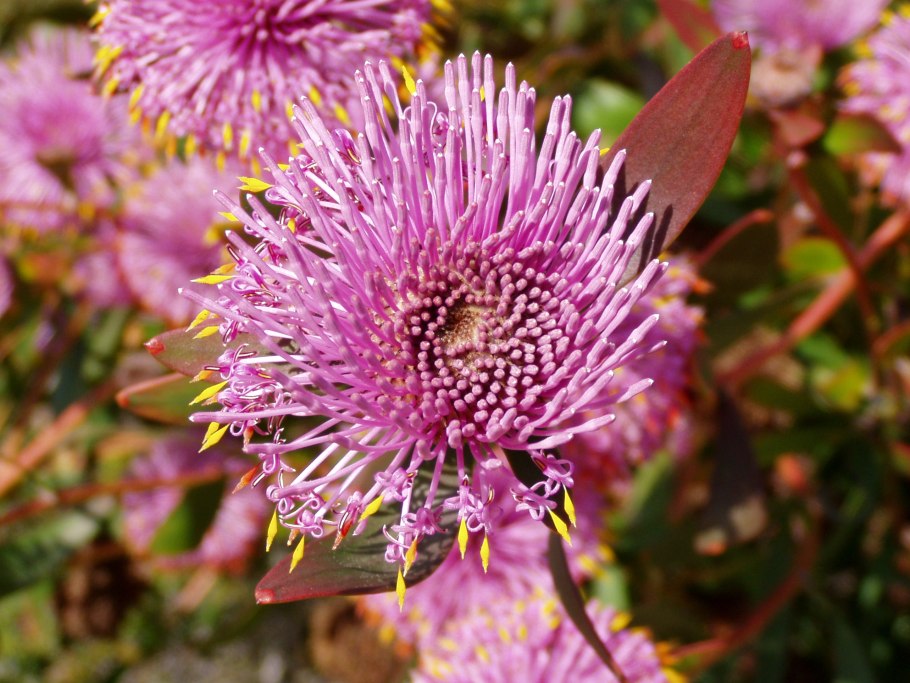 Изопогон широколистный