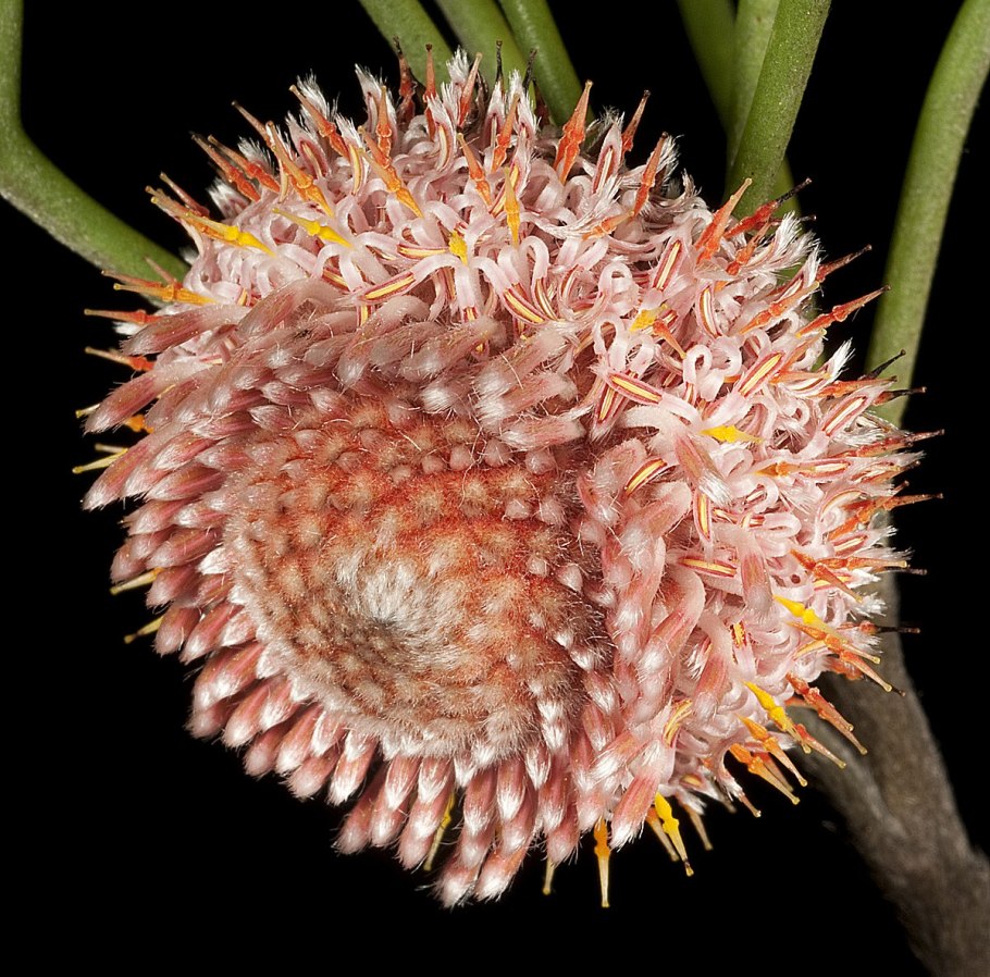 Изопогон широколистный