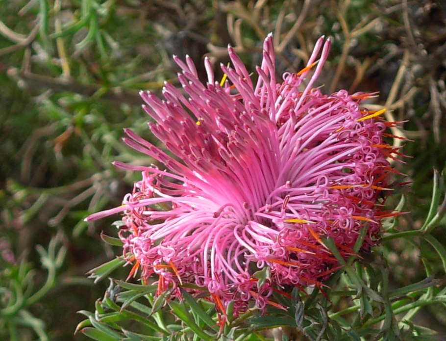 Isopogon sphaerocephalus