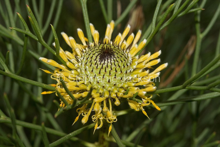 Isopogon sphaerocephalus